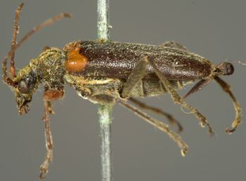 Media type: image;   Entomology 3988 Aspect: habitus lateral view